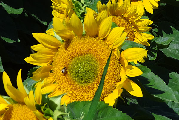 Sunflowers